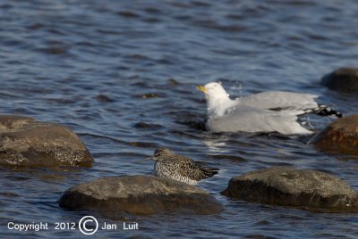 Greater Yellowlegs - Grote Geelpootruiter - Tringa melanoleuca