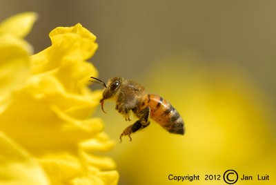 Honey Bee - Honingbij - Apis mellifera