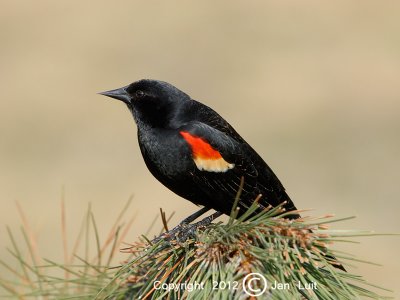 Red-winged Blackbird - Agelaius phoeniceus - Epauletspreeuw