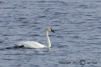 Tundra Swan