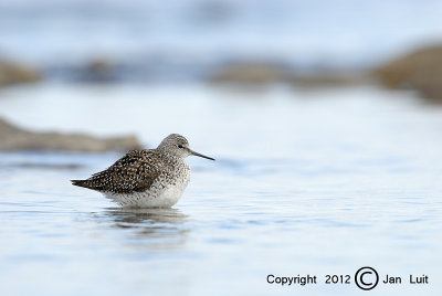 Lesser Yellowlegs - Tringa flavipes - Kleine Geelpootruiter