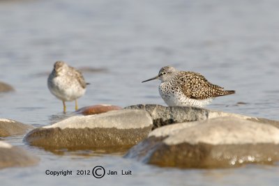 Lesser Yellowlegs - Tringa flavipes - Kleine Geelpootruiter