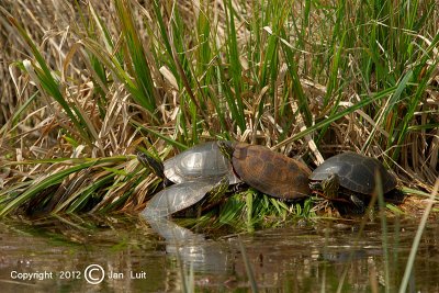 Midland Painted Turtle - Chrysemys picta marginata- Midland Sierschildpad