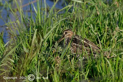 Wilson's Snipe