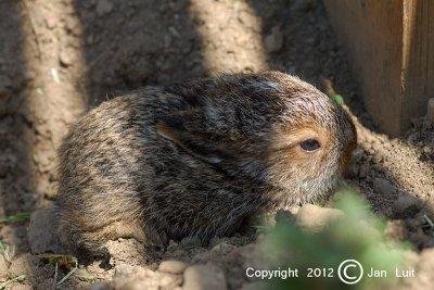 Snowshoe Hare - Lepus americanus- Amerikaanse Sneeuwhaas