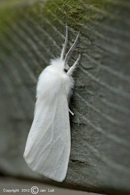 Fall Webworm Moth - Hyphantria cunea