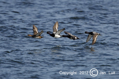 Greater Scaup -  Aythya marila - Topper