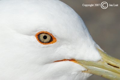 Ring-billed Gull - Larus delawarensis - Ringsnavelmeeuw