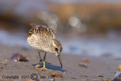 Least Sandpiper