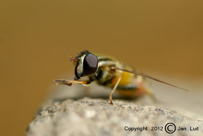 Helophilus fasciatus - Hover Fly - Zweefvlieg