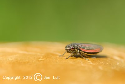 Leafhopper sp. - Cuerna striata -  Cicade sp.