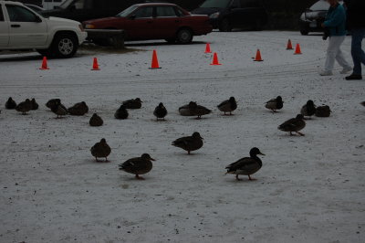 Ducks