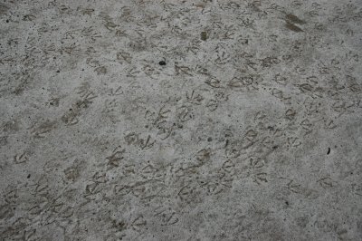 Footprints in the Snow