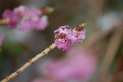Pretty in Pink