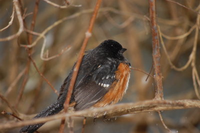 Bird