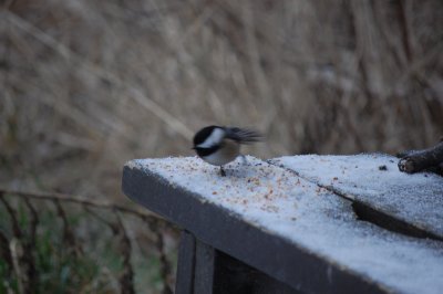 Chickadee