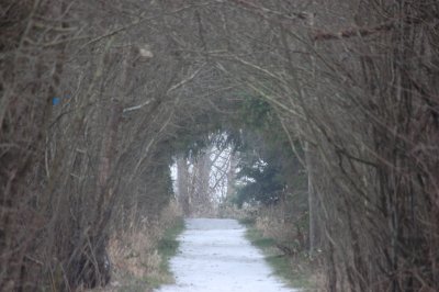 Path through the trees