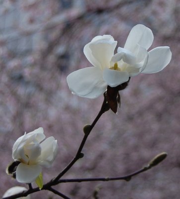 Magnolia BLOSSOMS