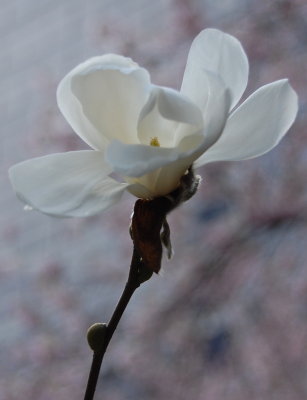 Magnolia BLOSSOMS