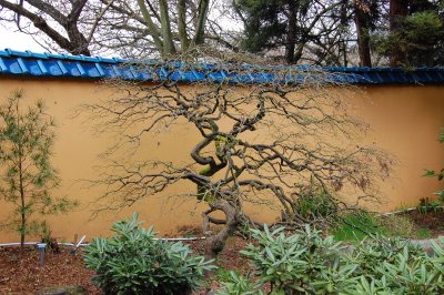 Chinese Bonzai Tree