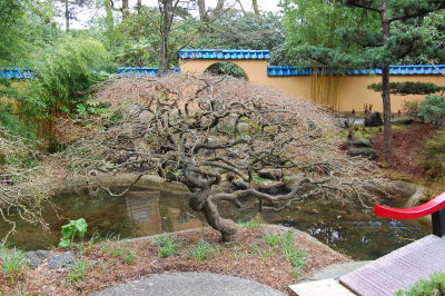 Chinese Bonzai Tree