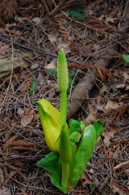 Yellow Skunk Cabbage