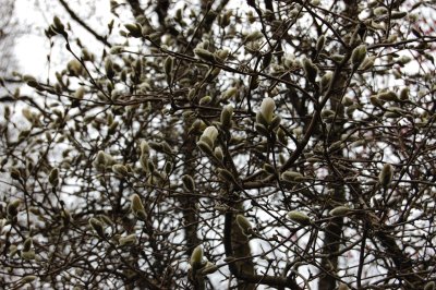 Magnolia Tree