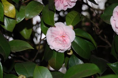 Large Leaf Magnolia Tree