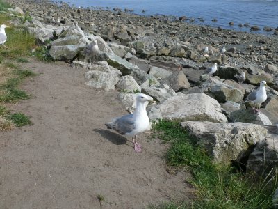 White Rock