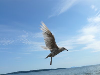 White Rock