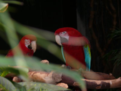 Red Macaws
