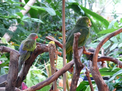 Green Parrots