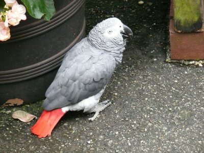 Grey Parrot off his Perch