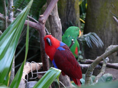Red and Green Parrots