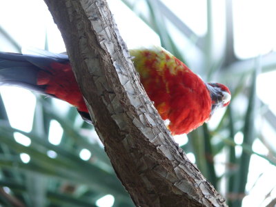 Red Parakeet