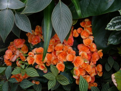 Orange Begonias