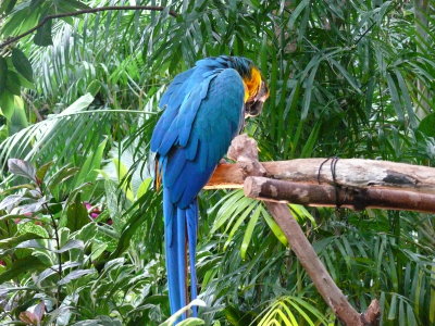 Shy Blue Macaw