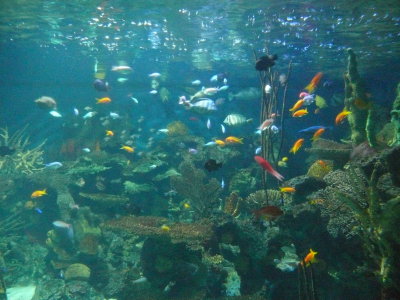 Large Multi-Fish Aquarium