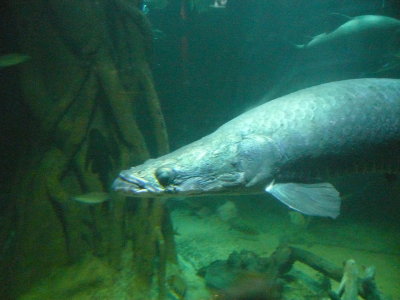 Big Ugly Fish