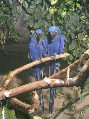 Royal Blue Macaw Pair