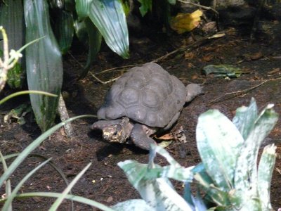 Land Turtle