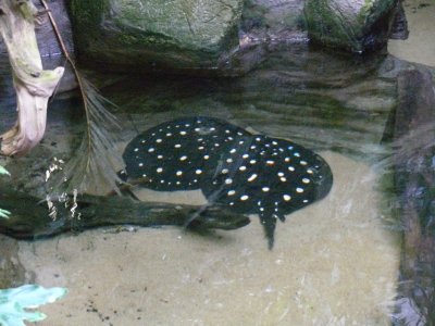 Spotted Sting-ray pair