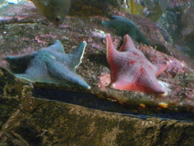 Blue and Red Starfish