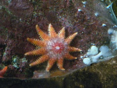 11 Leg Starfish