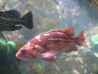 Big Reddish/Brown Fish
