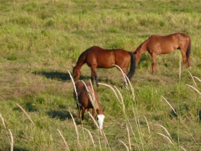 Horses