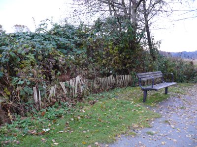 Still Creek Bench at Dusk