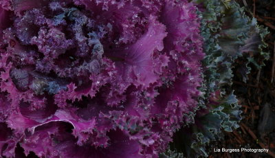 Purple Ornamental Cabbage
