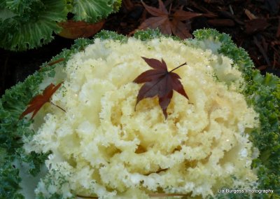 White Ornamental Cabbage