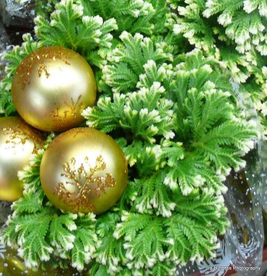Decorated Mini Christmas Trees
